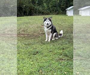 Alaskan Malamute Dogs for adoption in Aurora, IN, USA