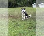 Small Alaskan Malamute