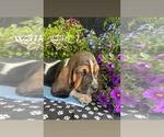 Small #1 Basset Hound