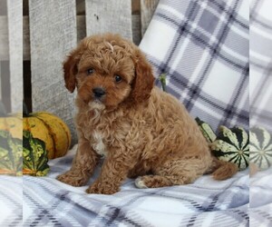 Cavapoo Puppy for sale in LEOLA, PA, USA