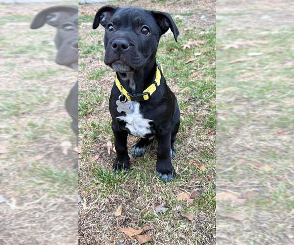 Medium Photo #2 Mutt Puppy For Sale in Holly Springs, NC, USA