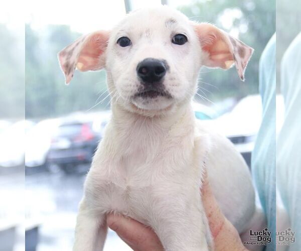 Medium Photo #3 Mutt Puppy For Sale in Washington, DC, USA
