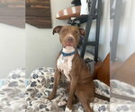 Small #9 Boxer-Staffordshire Bull Terrier Mix