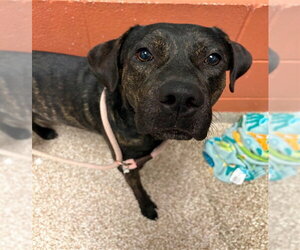 Mutt Dogs for adoption in Pueblo, CO, USA