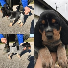 Bluetick Coonhound Puppy for sale in OWENSBORO, KY, USA