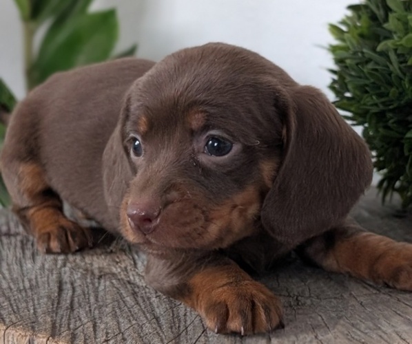 Medium Photo #31 Dachshund Puppy For Sale in GOSHEN, IN, USA