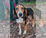 Small #9 Beagle