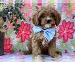 Small Photo #3 Cavapoo Puppy For Sale in LANCASTER, PA, USA