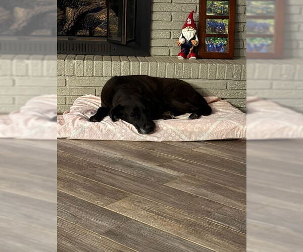 Medium Photo #4 Labrador Retriever Puppy For Sale in Evansville, IN, USA