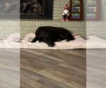 Small #3 Labrador Retriever