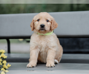 Golden Retriever Puppy for sale in LIBERTY, KY, USA