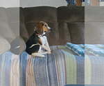 Small Beagle
