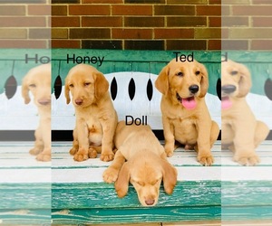 Labrador Retriever Litter for sale in WILDWOOD, GA, USA