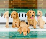 Image preview for Ad Listing. Nickname: Litter of 9