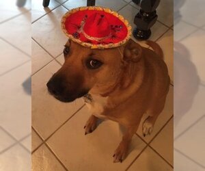 Shelby (SADIE) - Female Mutt Dog for Adoption - Photo #8