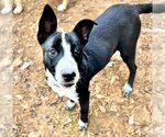 Small #1 German Shepherd Dog Mix