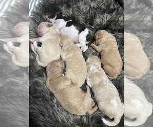Goldendoodle Puppy for sale in CEDAR HILL, TX, USA