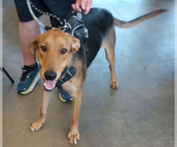 Medium Photo #1 Doberman Pinscher-German Shepherd Dog Mix Puppy For Sale in Frenchburg, KY, USA