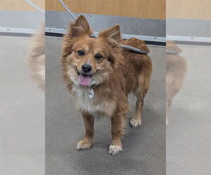 Corgiranian Dogs for adoption in Forestville, MD, USA