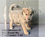 Small #1 Australian Shepherd Mix