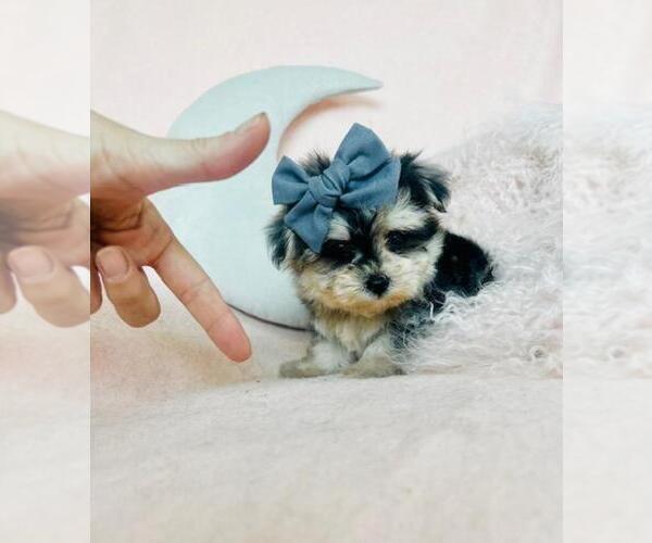 Medium Photo #5 Morkie Puppy For Sale in PEMBROKE PINES, FL, USA