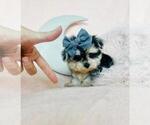 Small Photo #5 Morkie Puppy For Sale in PEMBROKE PINES, FL, USA