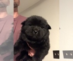Small Photo #6 Chow Chow Puppy For Sale in LA SIERRA, CA, USA