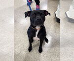 Small #3 American Staffordshire Terrier Mix