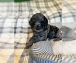 Small Photo #18 Cockapoo Puppy For Sale in ROCHESTER, MN, USA