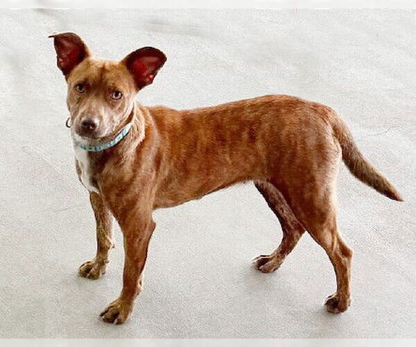 Medium Photo #3 Mutt Puppy For Sale in Genesee, WI, USA