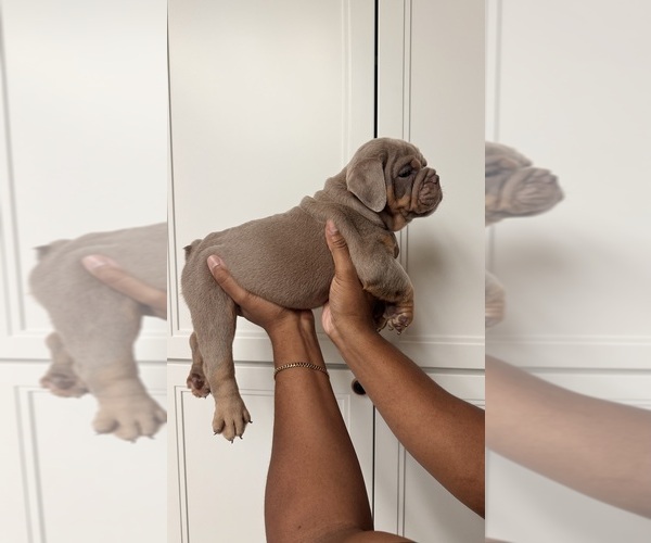 Medium Photo #2 Bulldog Puppy For Sale in MURRIETA, CA, USA