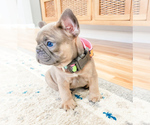 Small Photo #2 French Bulldog Puppy For Sale in ARLINGTON, WA, USA