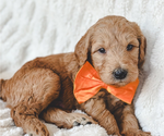 Small Photo #5 Goldendoodle (Miniature) Puppy For Sale in LAS VEGAS, NV, USA