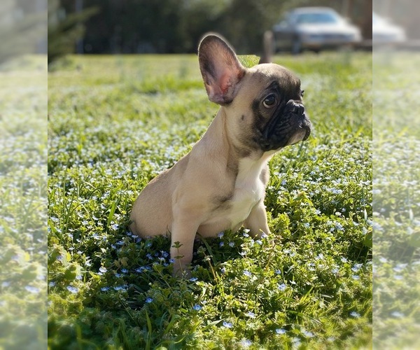 Medium Photo #3 French Bulldog Puppy For Sale in MOORESVILLE, NC, USA
