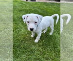 Small #4 American Pit Bull Terrier