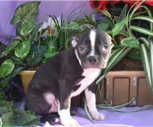 Boston Terrier Puppy for sale in MILLERSBURG, OH, USA