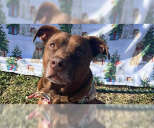 Mutt Dogs for adoption in Abbeville, LA, USA