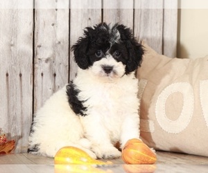 Poochon Puppy for sale in MOUNT VERNON, OH, USA