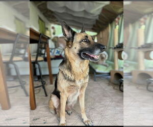 German Shepherd Dog Dogs for adoption in Holly Springs, NC, USA