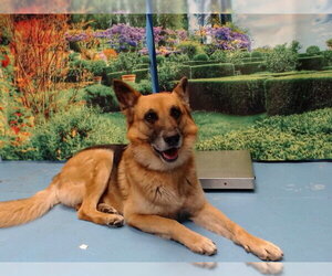 German Shepherd Dog Dogs for adoption in Moreno Valley, CA, USA