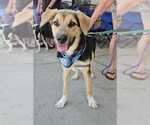 Small #2 German Shepherd Dog Mix