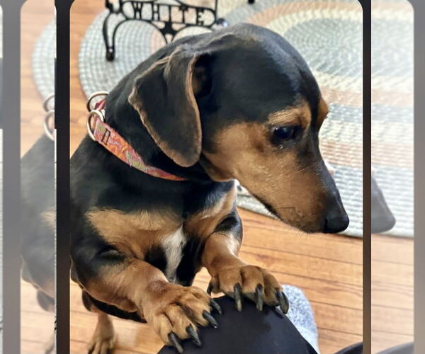Medium Photo #2 Dachshund-Unknown Mix Puppy For Sale in Rockaway, NJ, USA
