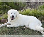 Small #4 Great Pyrenees