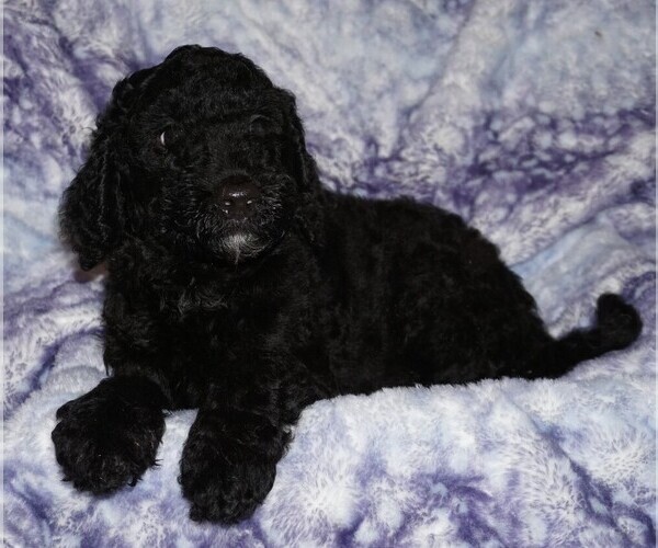 Medium Photo #3 Labradoodle Puppy For Sale in LA HABRA, CA, USA