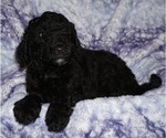 Small #2 Labradoodle