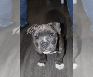 American Bully Puppy for sale in DALY CITY, CA, USA