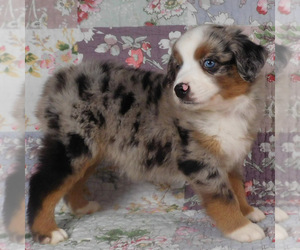 Miniature Australian Shepherd Puppy for sale in HARRISON, OH, USA
