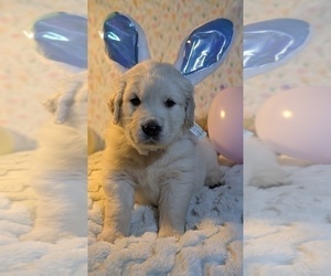 Medium Golden Retriever