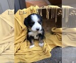 Small Photo #11 Bernese Mountain Dog Puppy For Sale in BONNERS FERRY, ID, USA