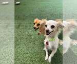 Small Chihuahua Mix